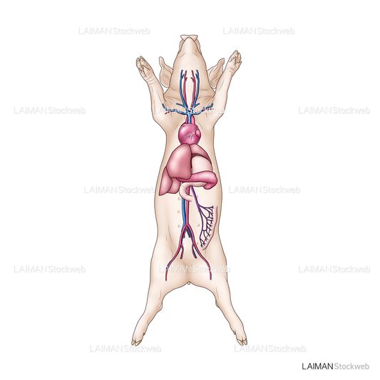 ブタの循環器系