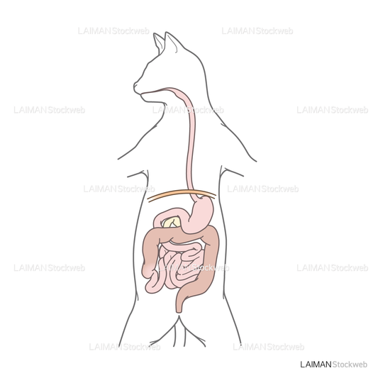 ネコの消化器