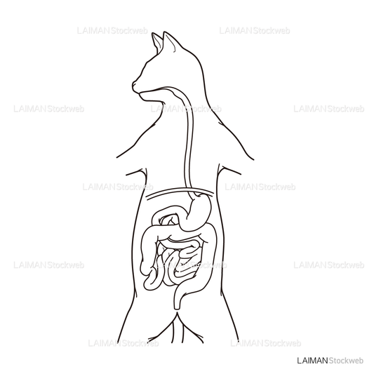 ネコの消化器