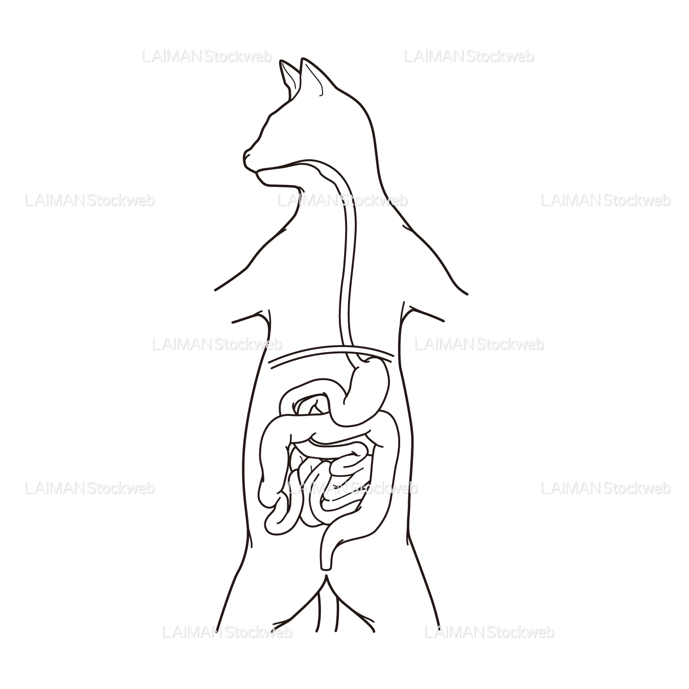ネコの消化器