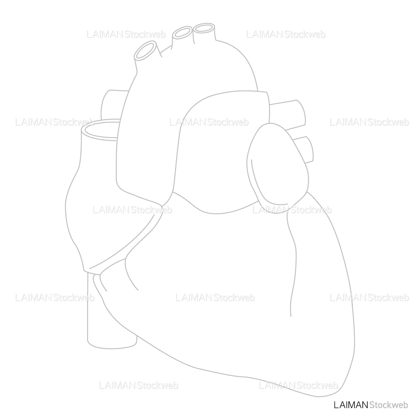 心臓（前面）_白地図