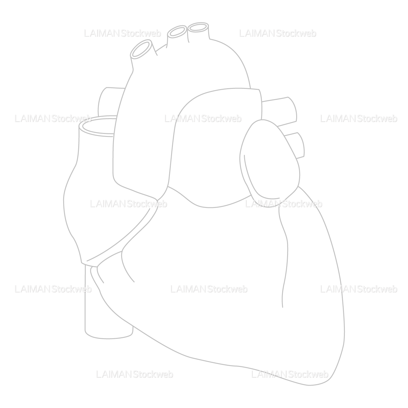 心臓（前面）_白地図