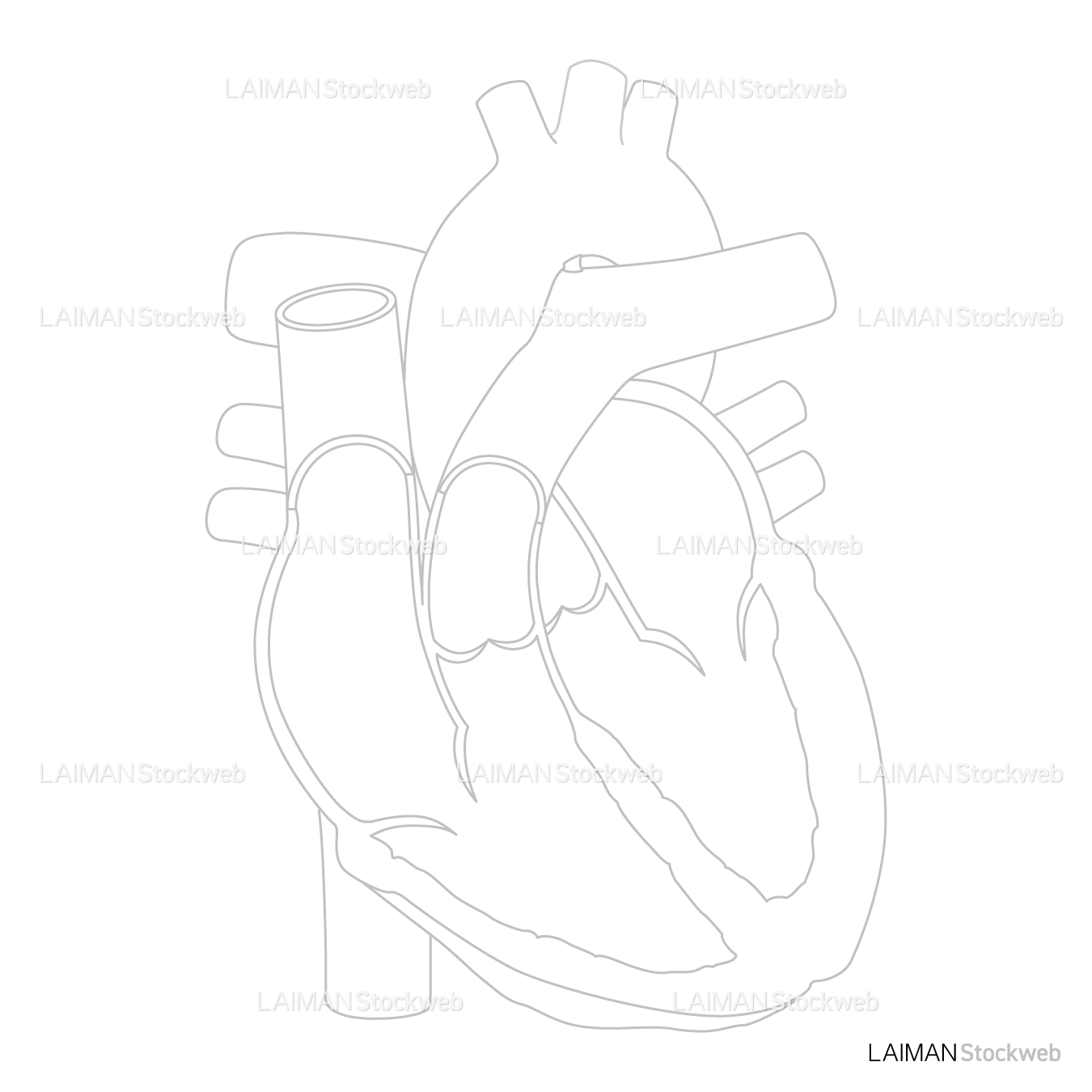 心臓（断面）_白地図