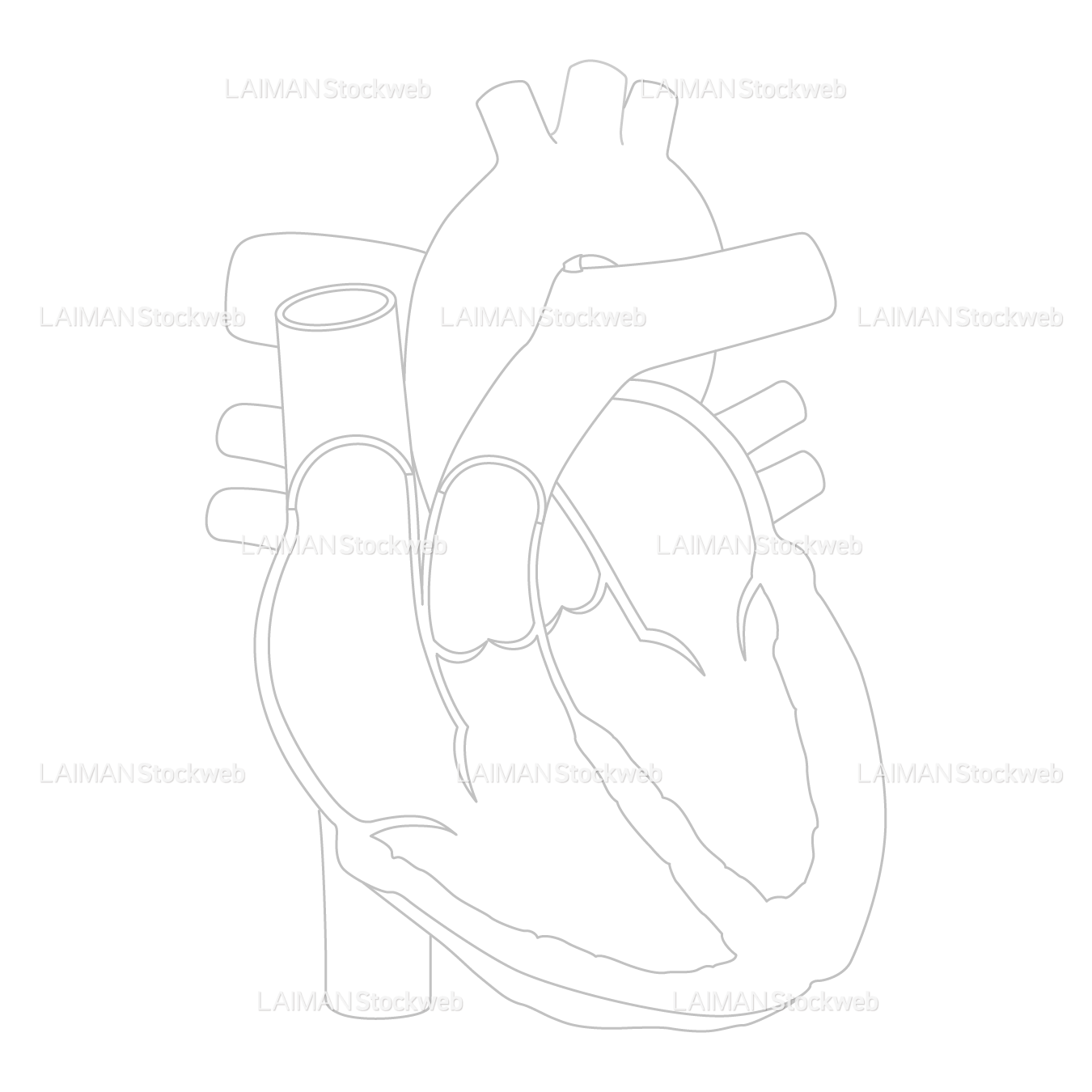心臓（断面）_白地図