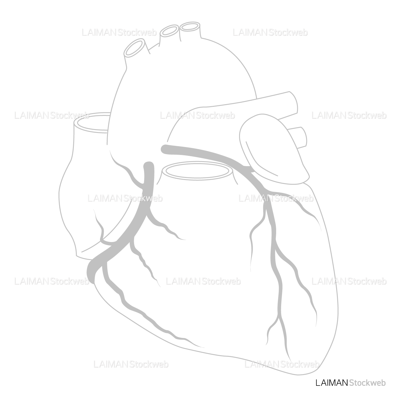 冠動脈（前面）_白地図