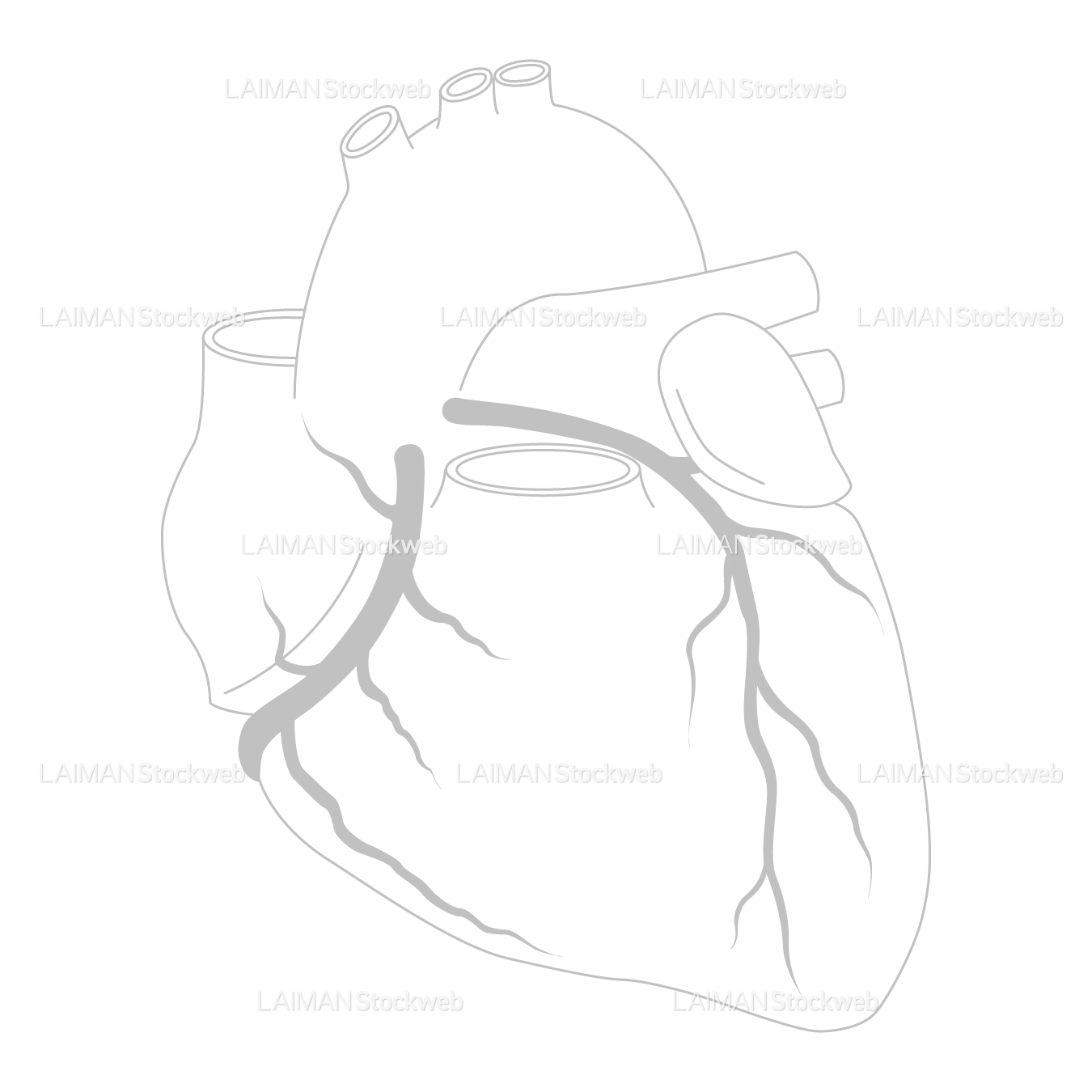 冠動脈（前面）_白地図