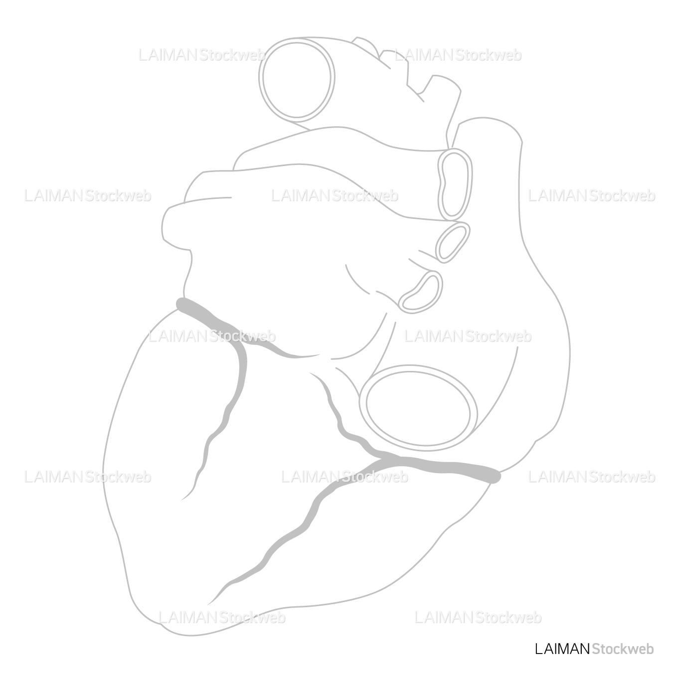 冠動脈（後面）_白地図