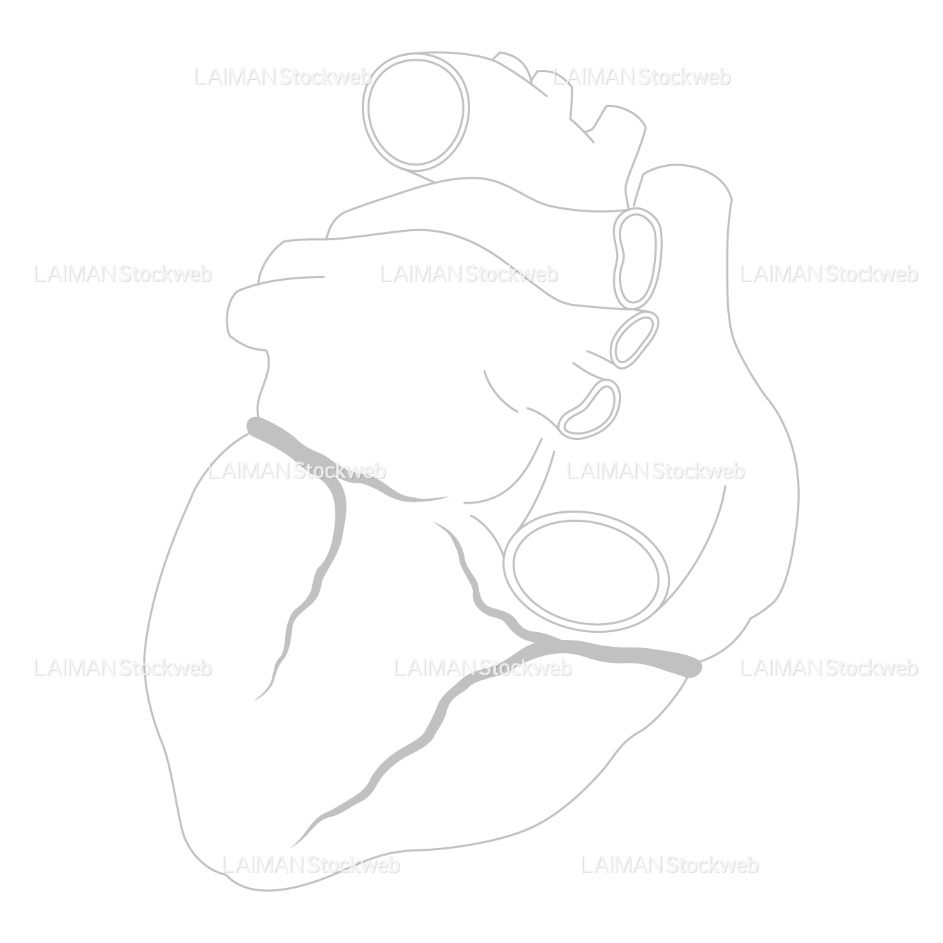 冠動脈（後面）_白地図