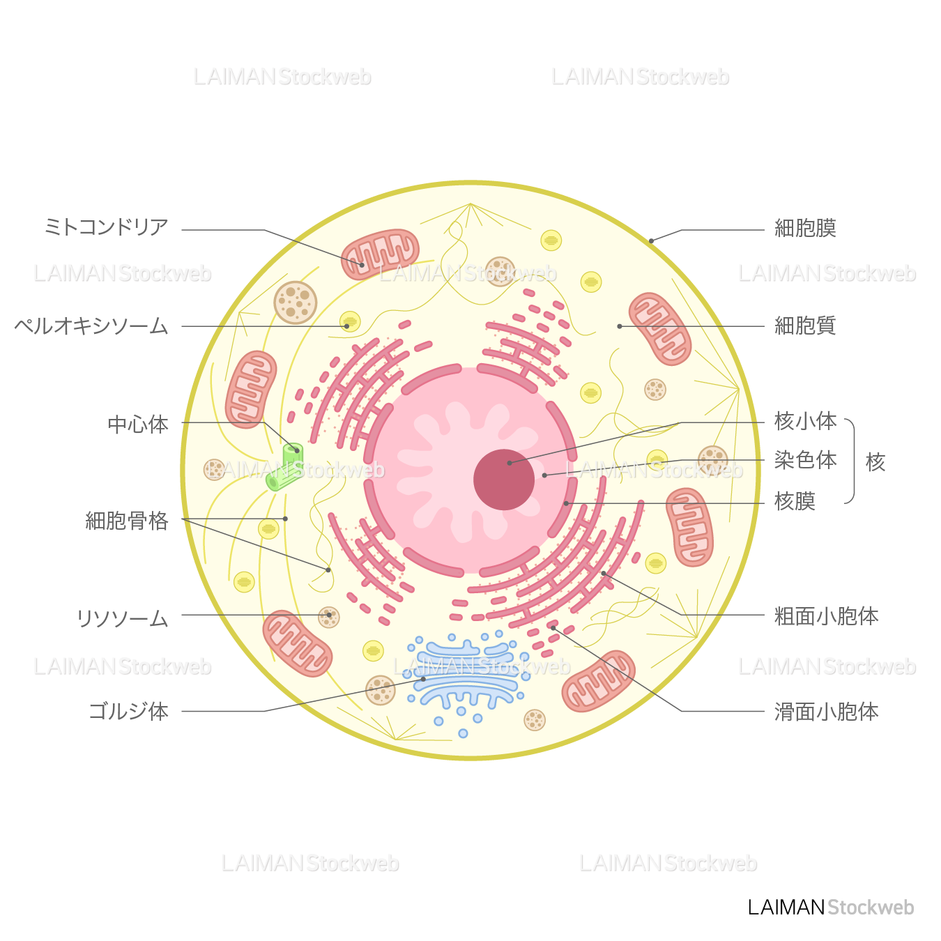 動物細胞（文字あり）