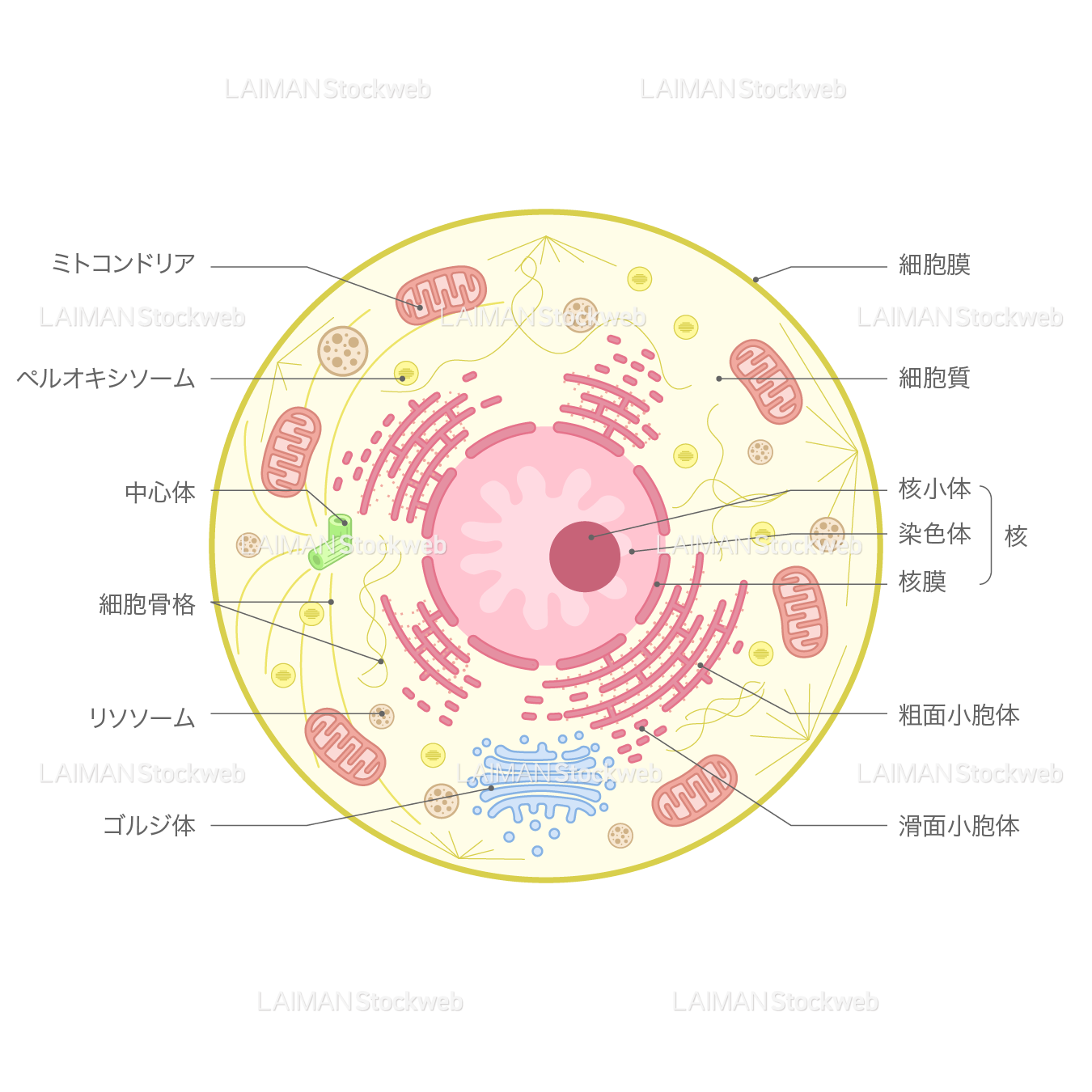 動物細胞（文字あり）