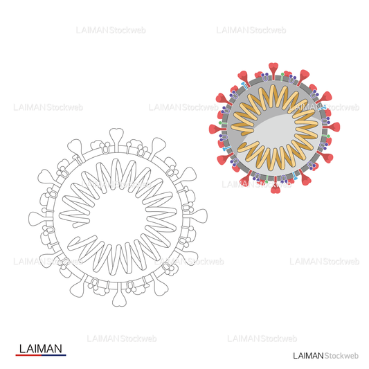 ＜塗り絵＞新型コロナウイルス（SARS-CoV-2)の構造_断面