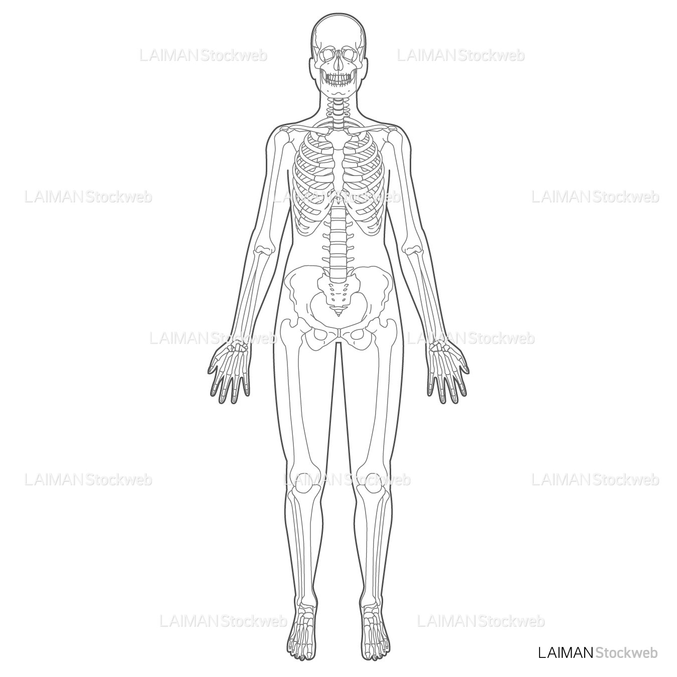全身骨格（前面）