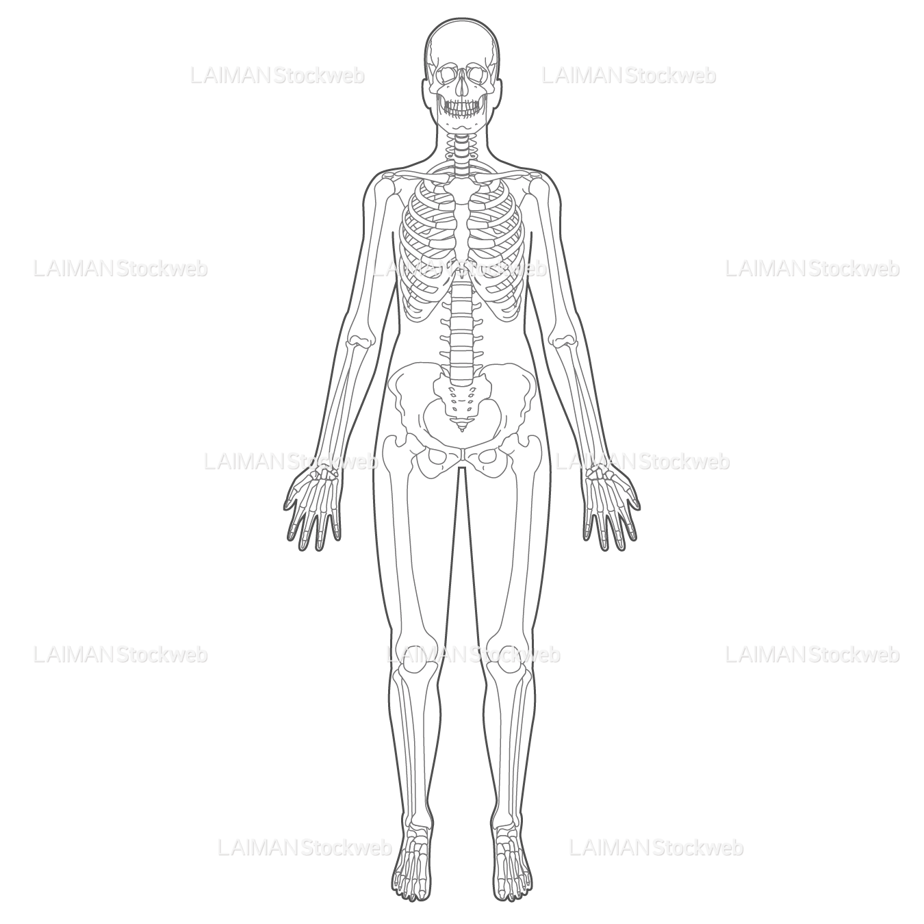 全身骨格（前面）