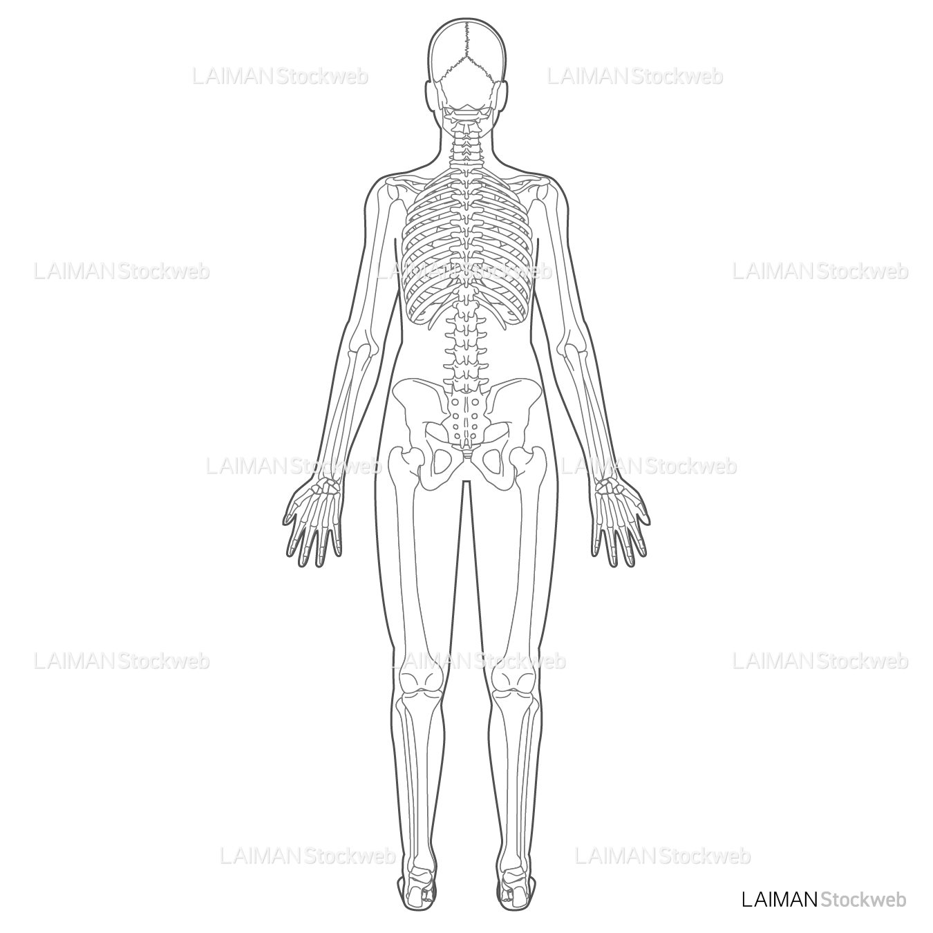 全身骨格（後面）