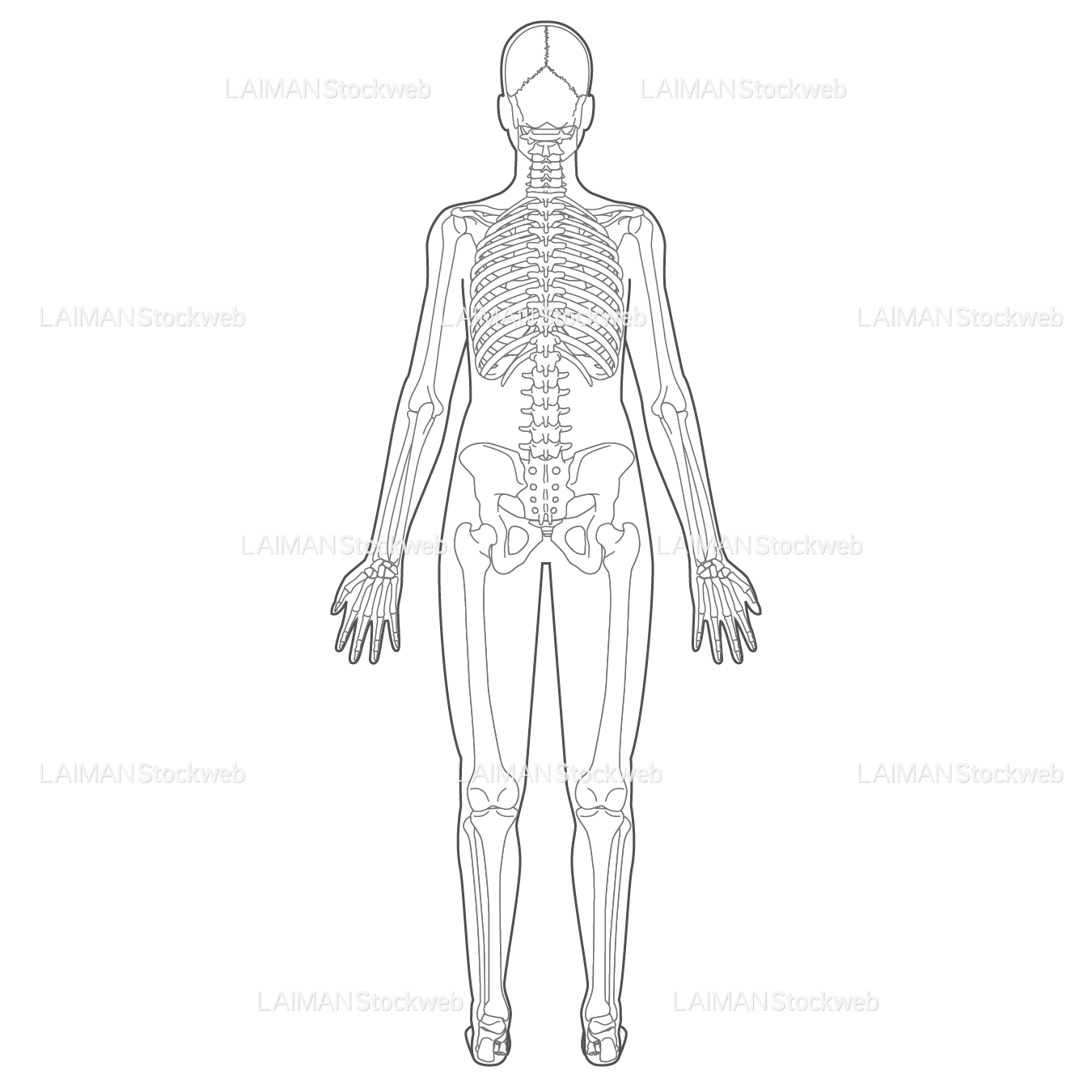 全身骨格（後面）