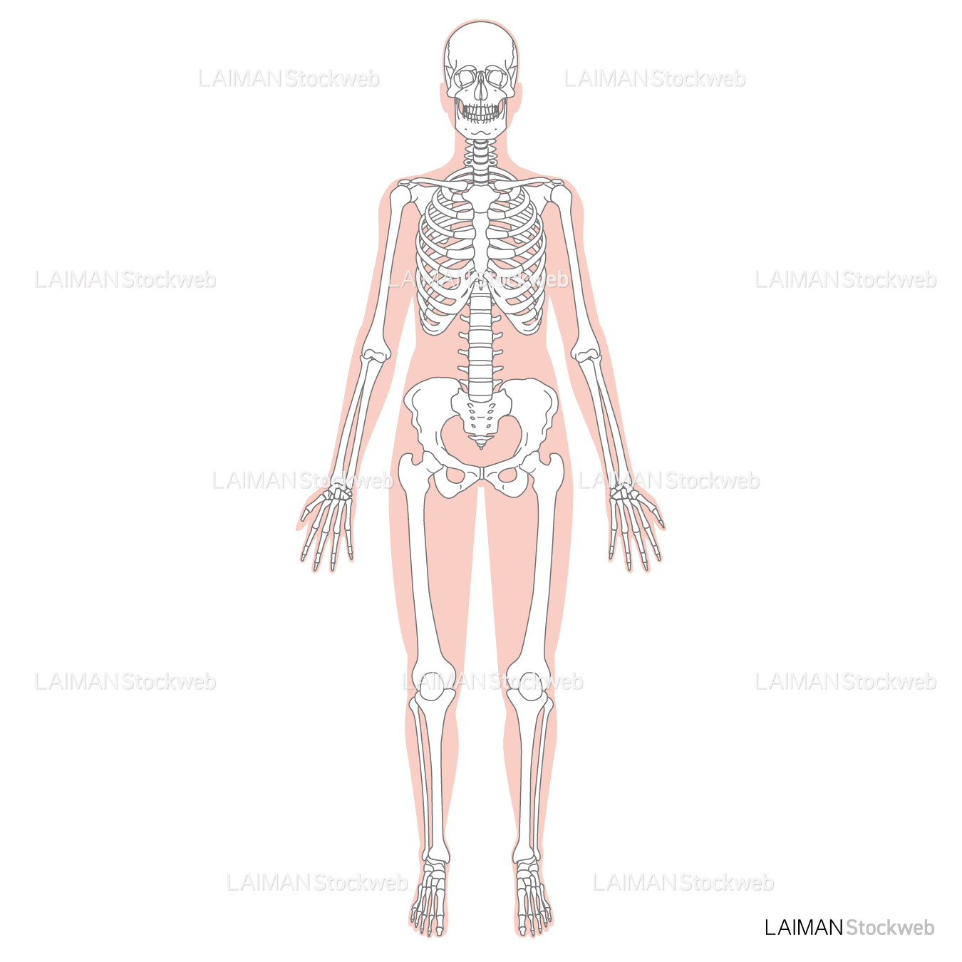 全身骨格（前面）