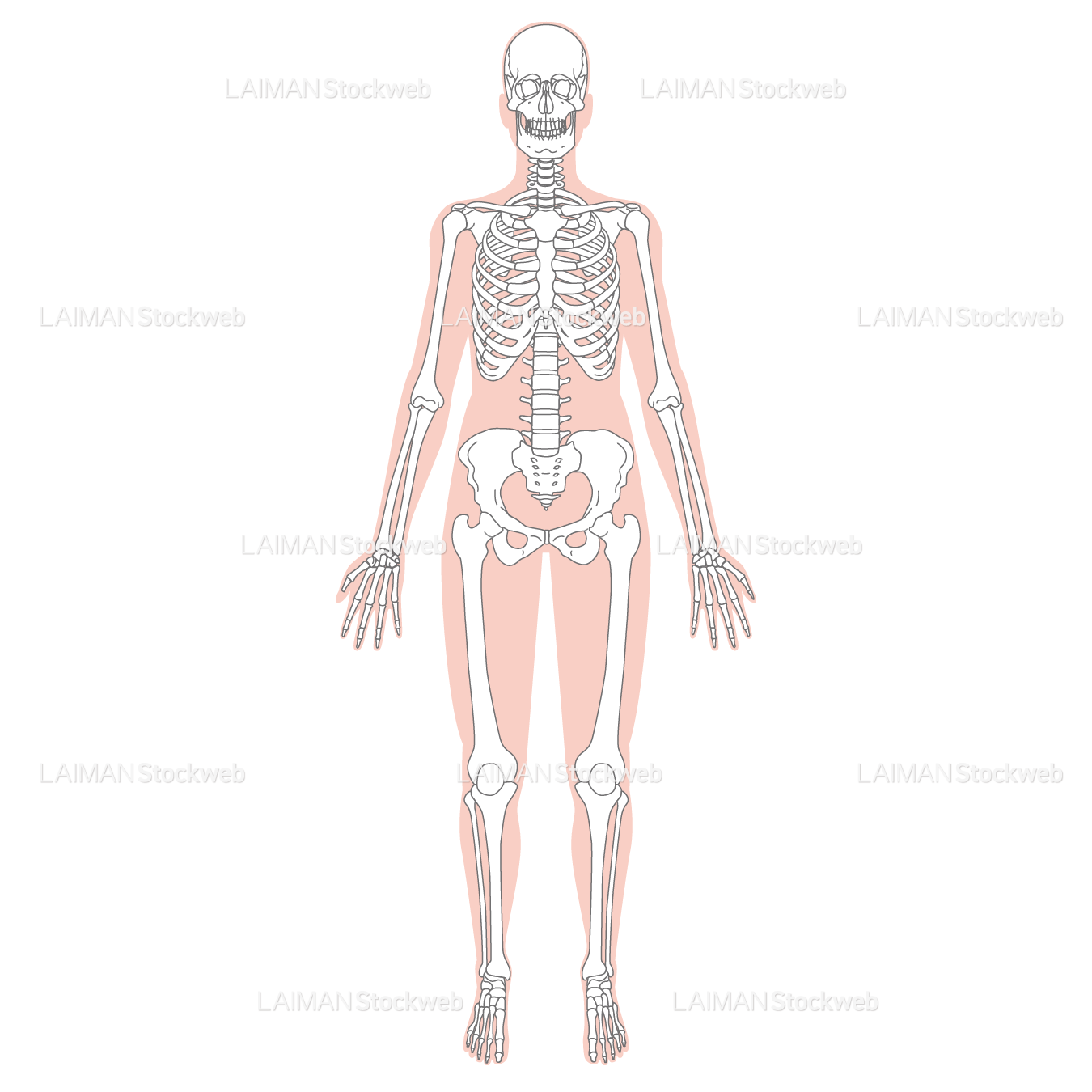 全身骨格（前面）