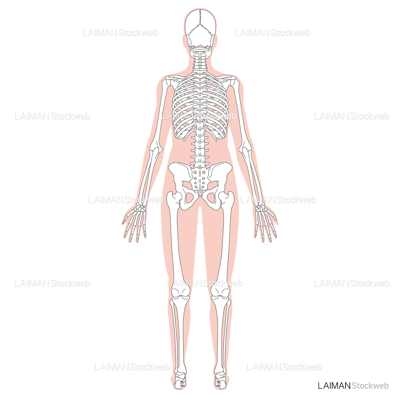 全身骨格（後面）