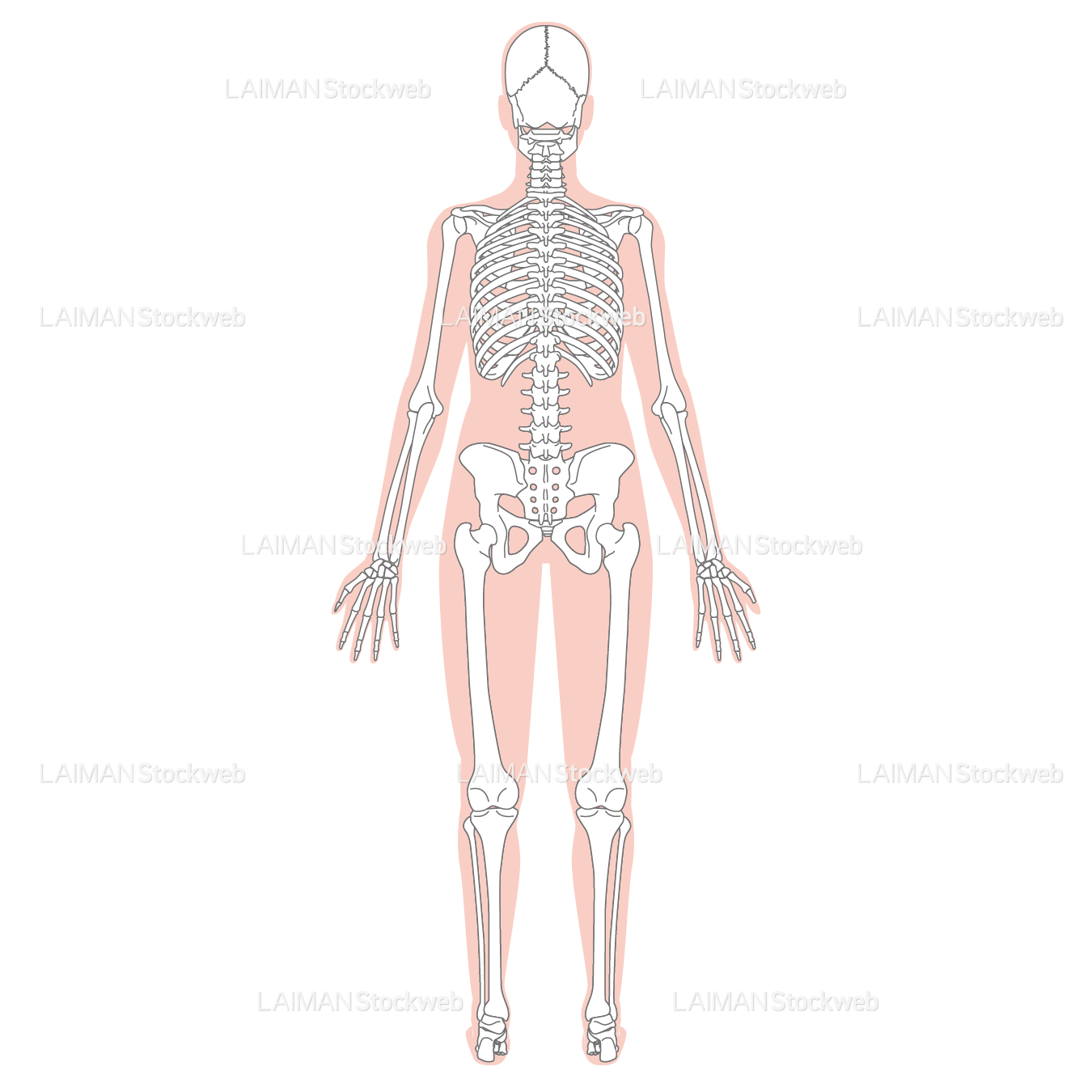 全身骨格（後面）