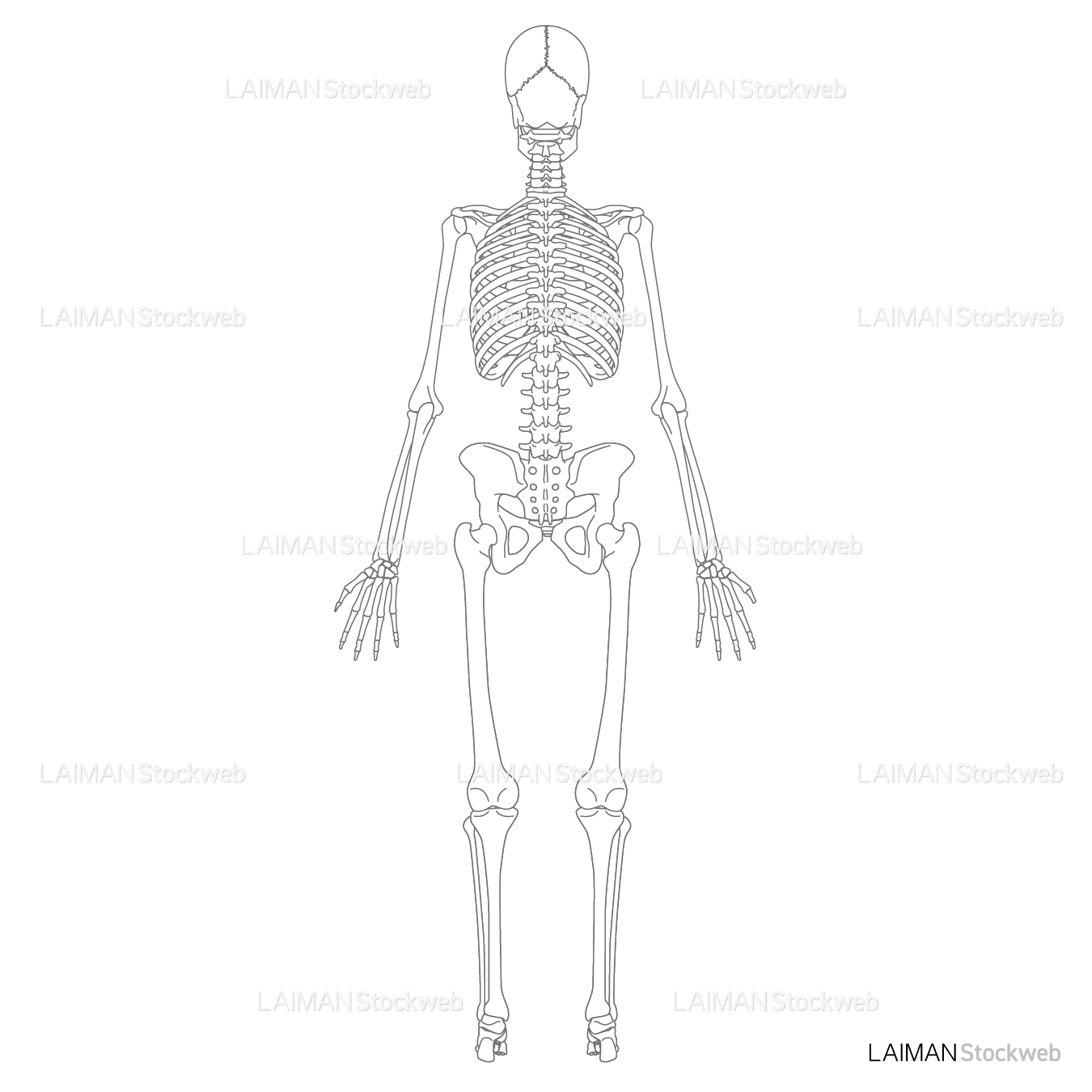 全身骨格（後面）