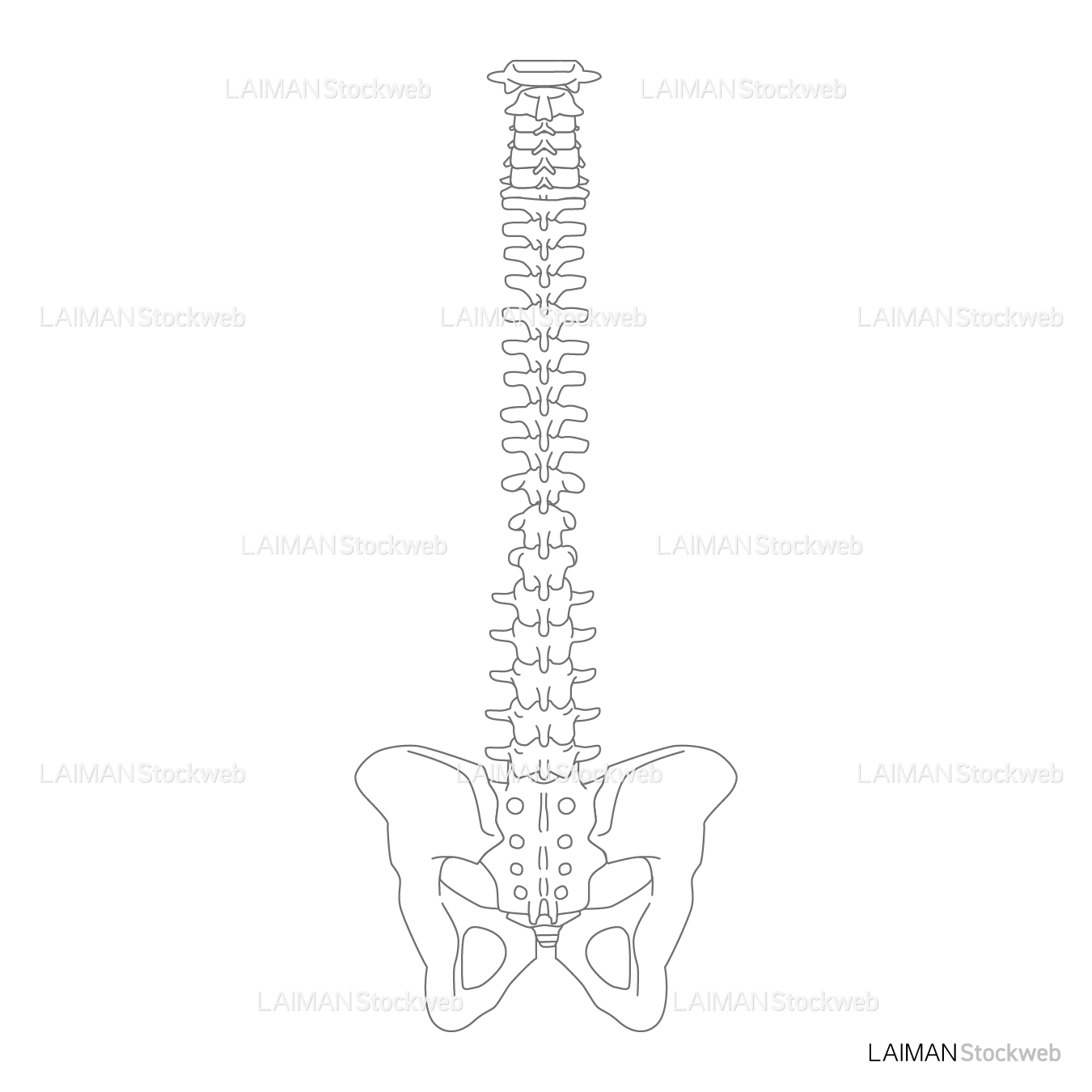 脊椎と骨盤（前面）