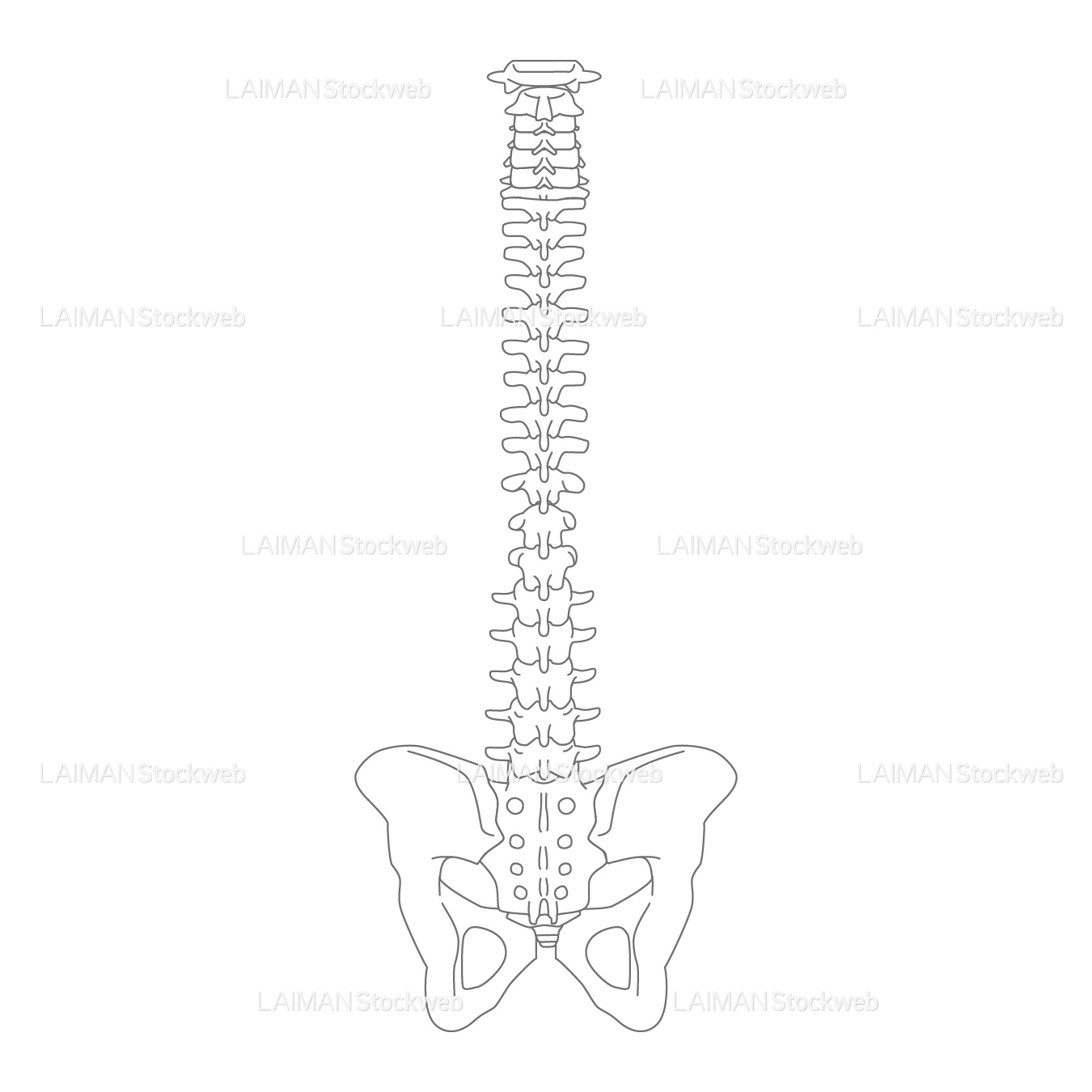 脊椎と骨盤（前面）