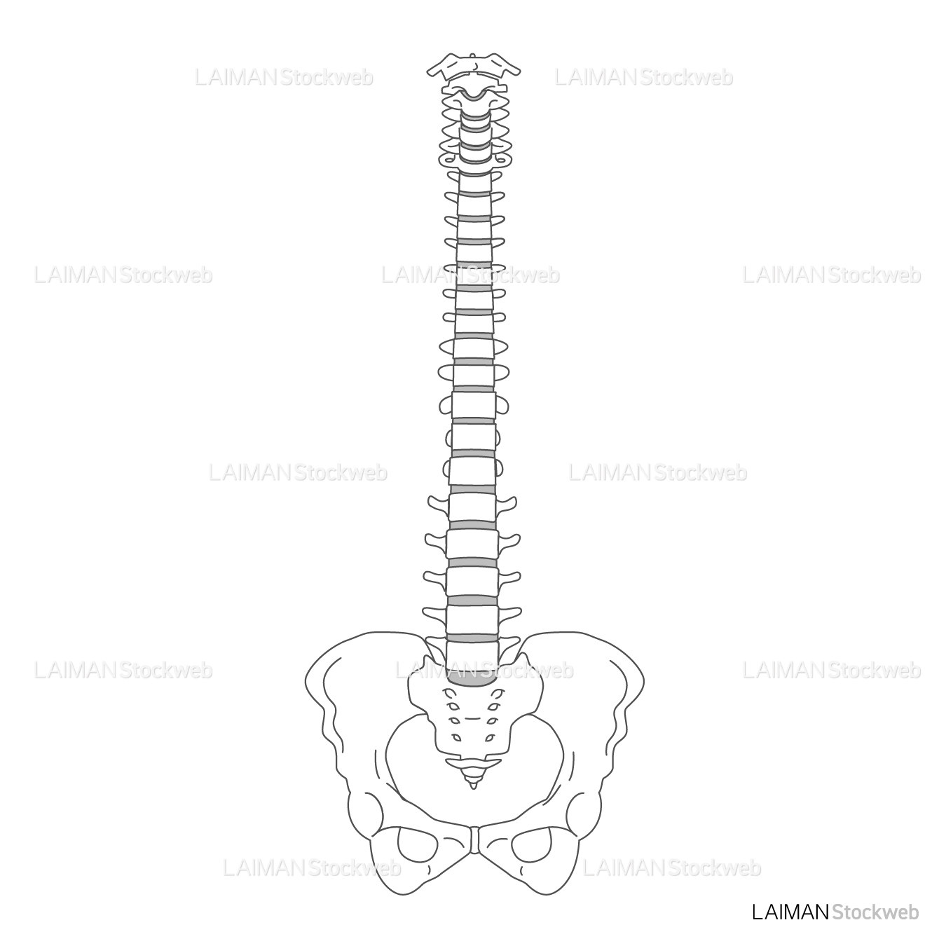 脊椎と骨盤（後面）