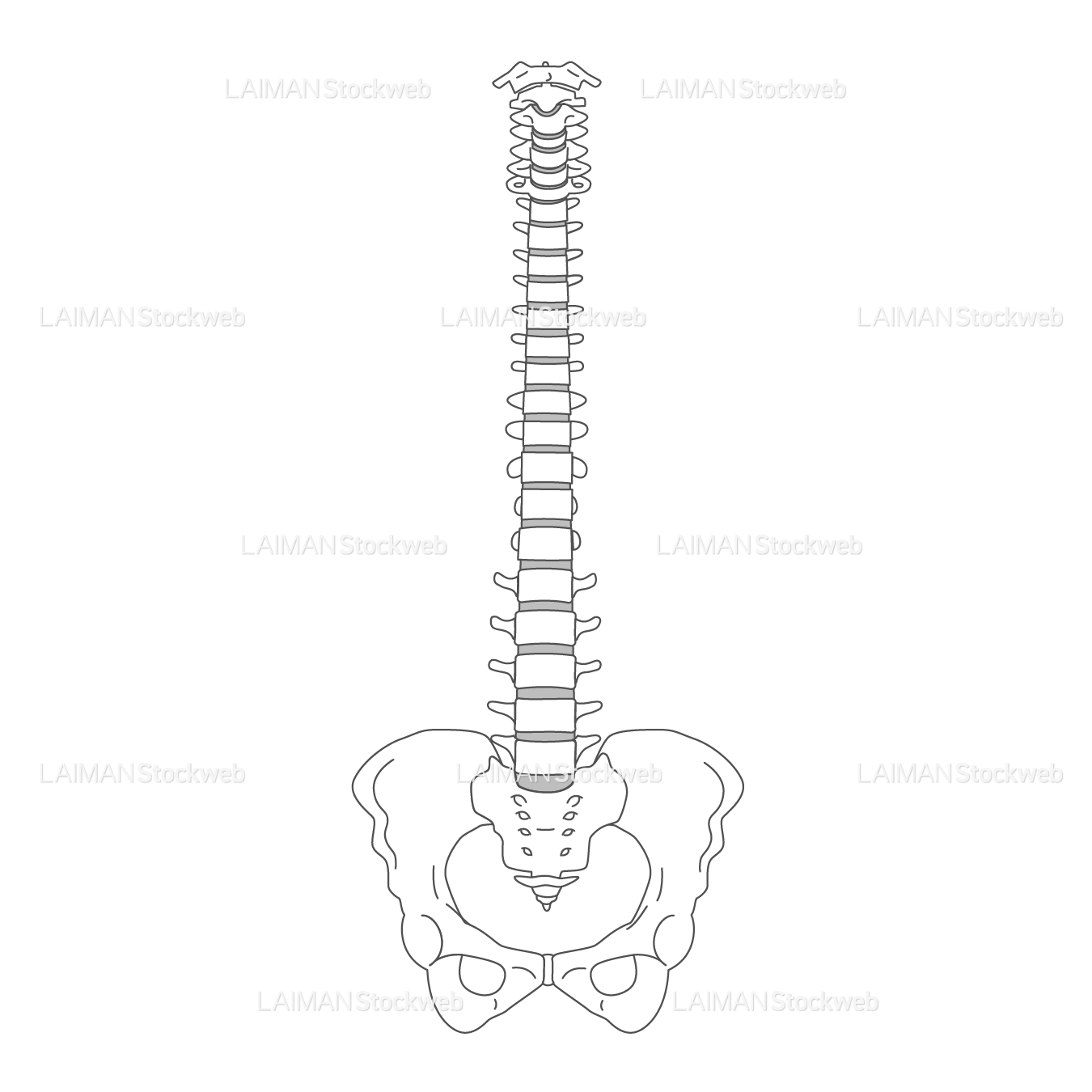 脊椎と骨盤（後面）