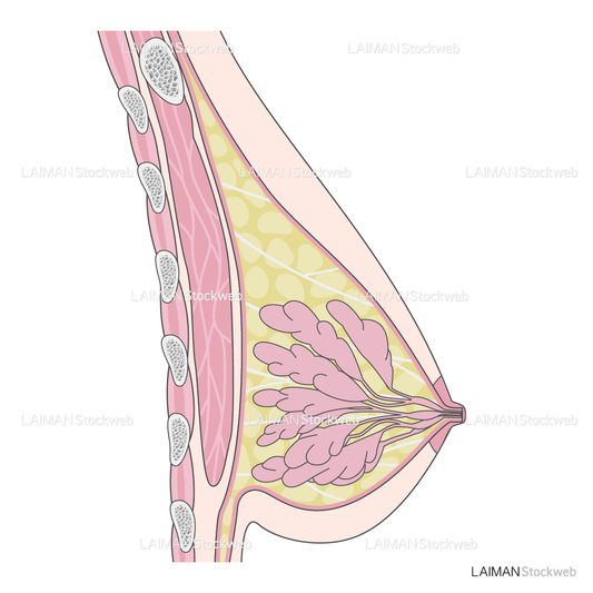 乳房と乳腺