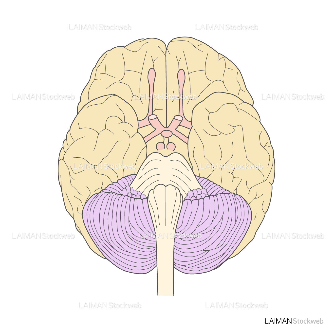脳の外観（底面）