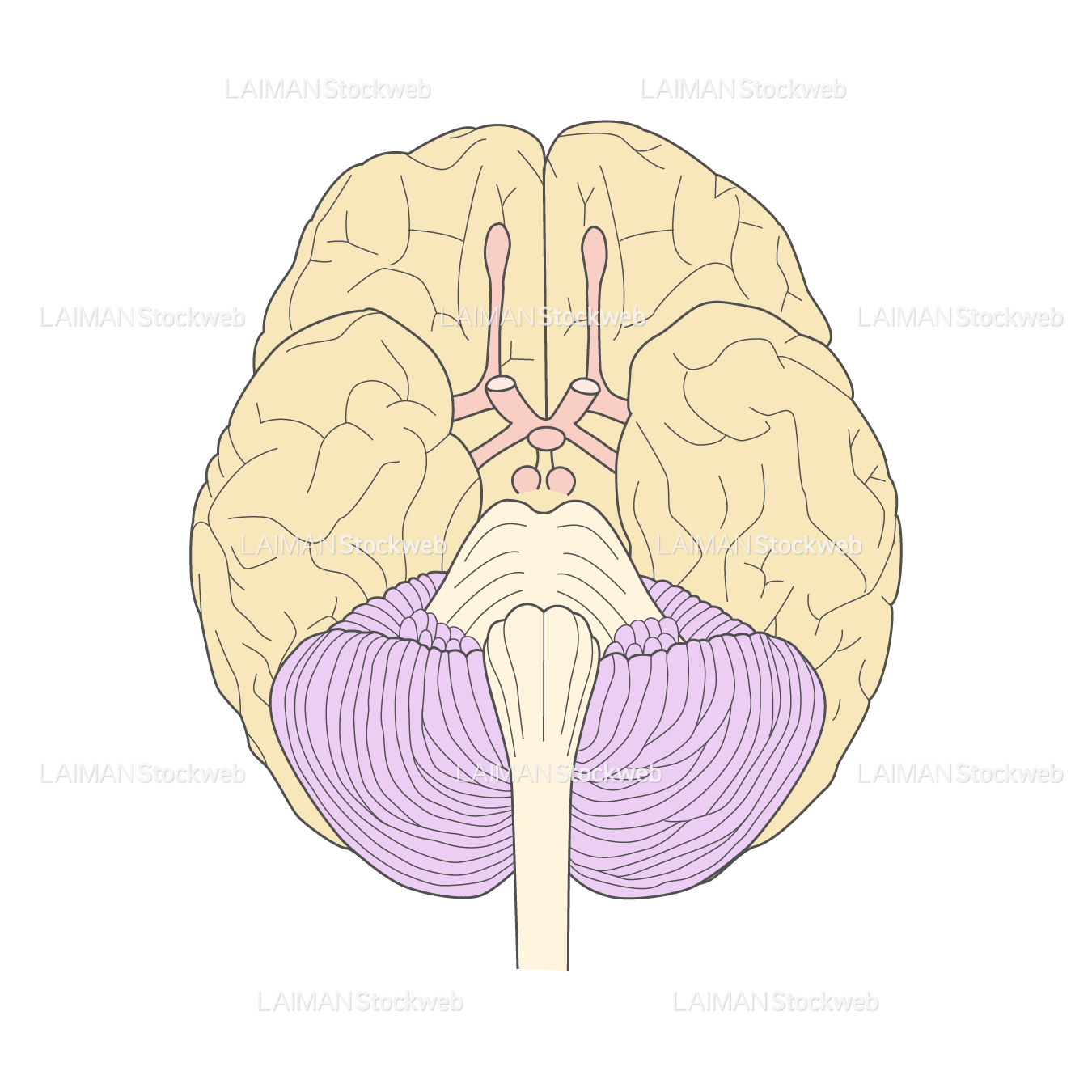 脳の外観（底面）