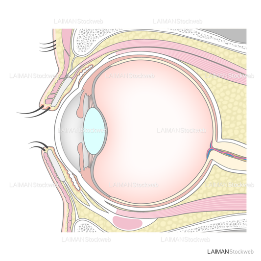 眼の断面図