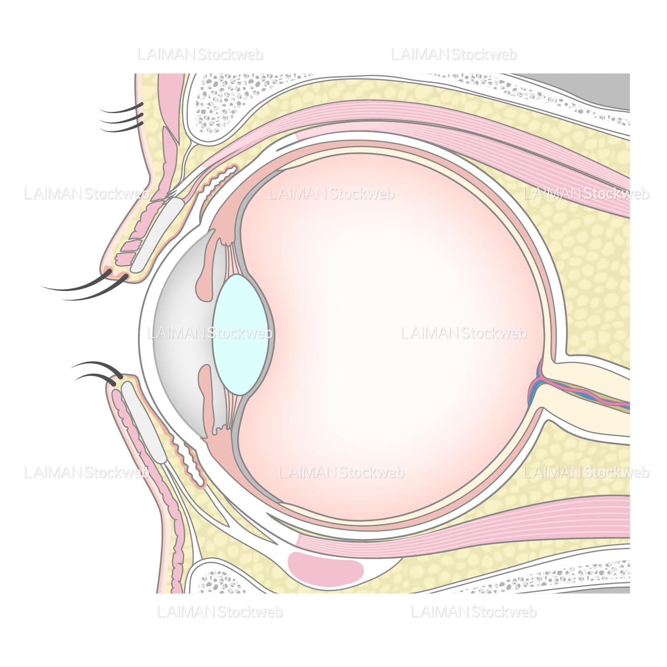 眼の断面図