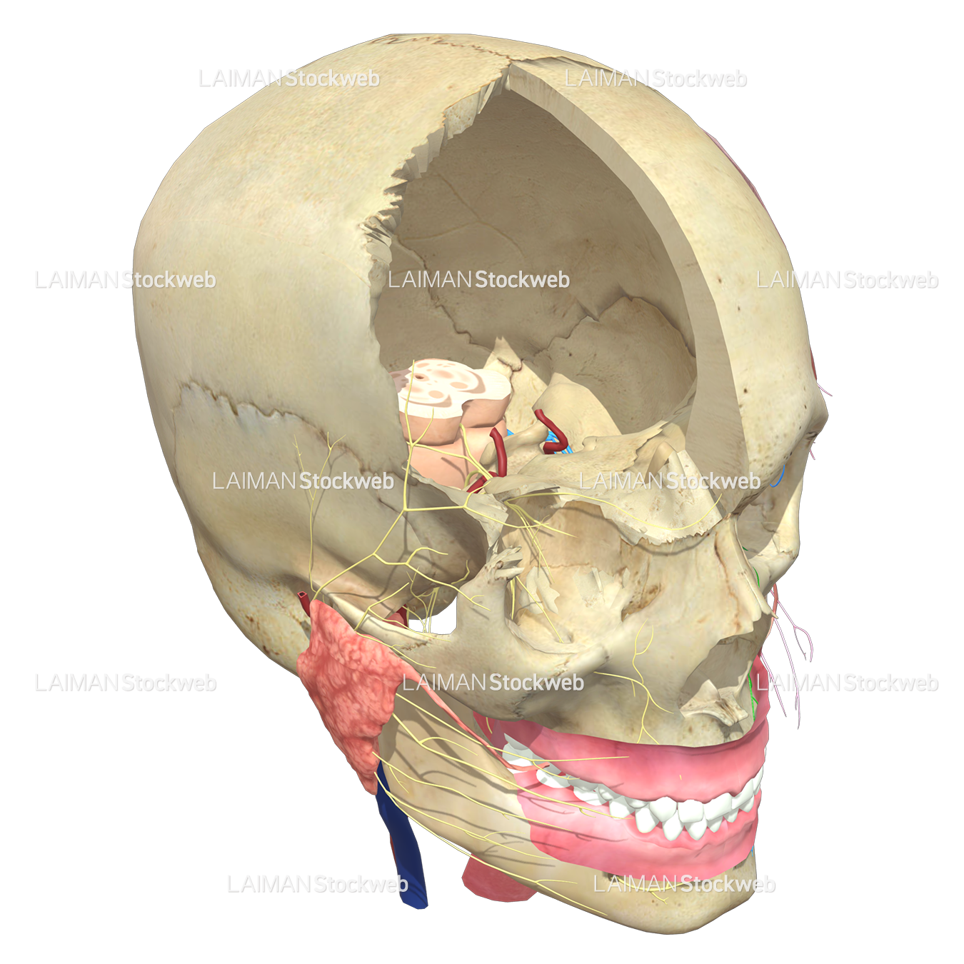 口腔解剖学 by ネッター頭頸部・口腔顎顔面の臨床解剖学アトラス 原著
