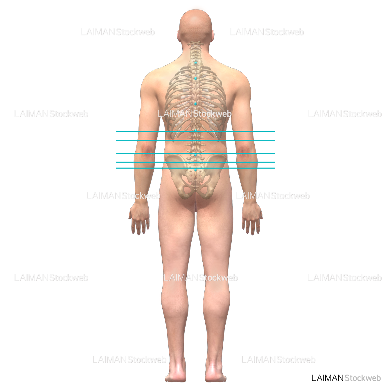 人体の目印と基準線 (腹腔水平)