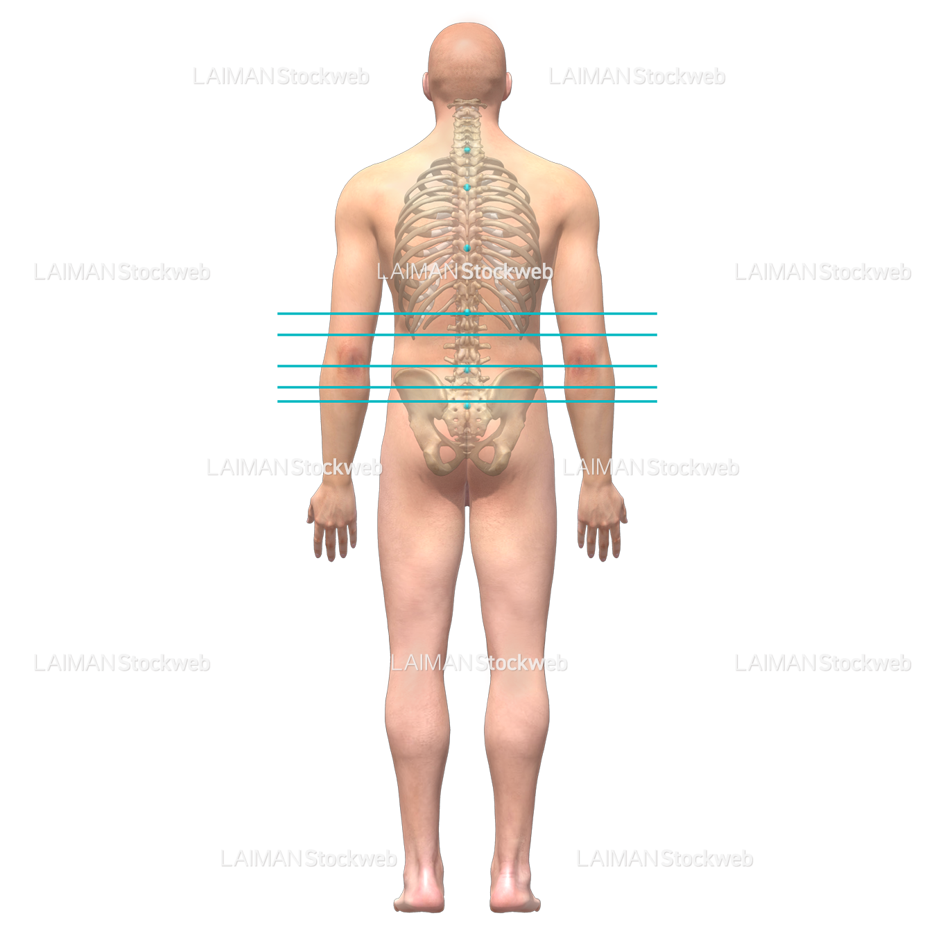 人体の目印と基準線 (腹腔水平)