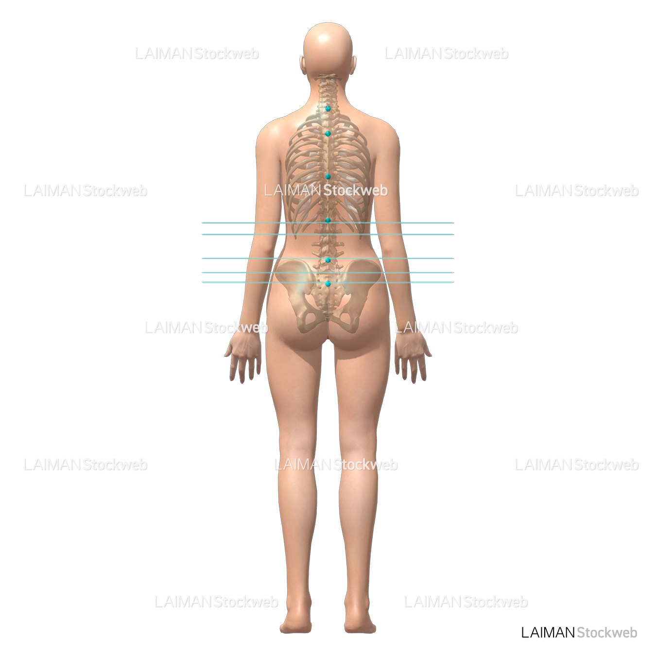 人体の目印と基準線 (腹腔水平)(女性)