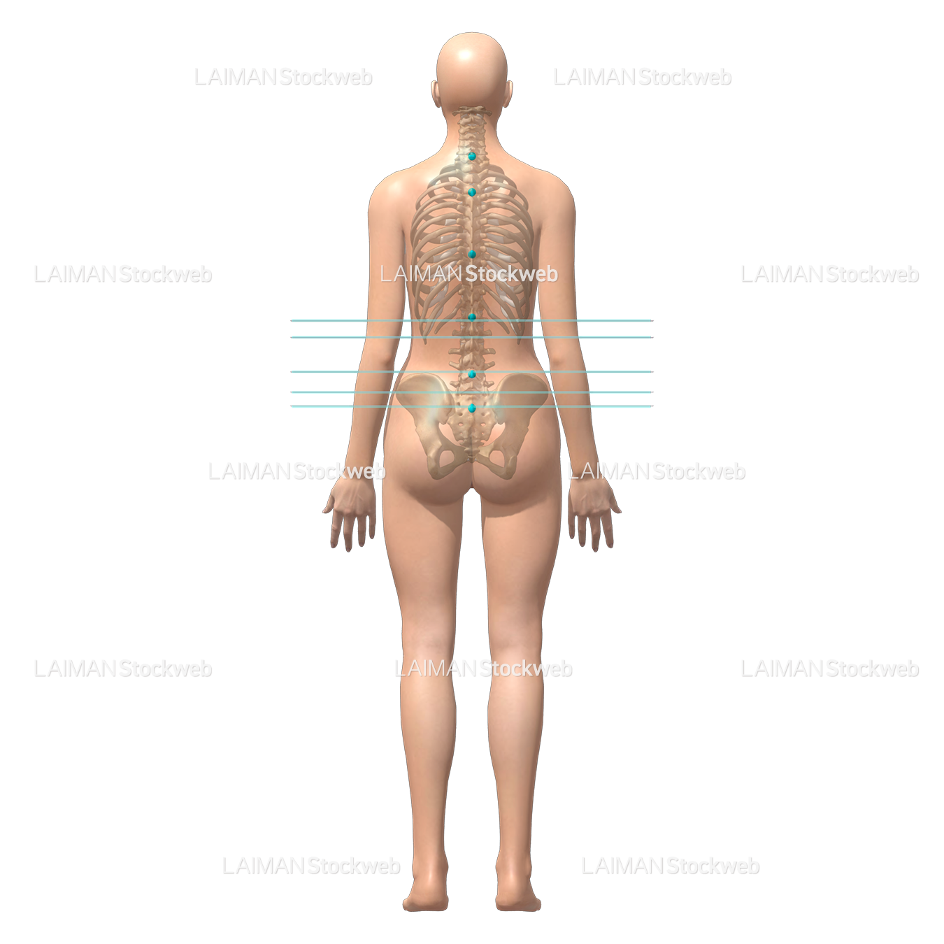 人体の目印と基準線 (腹腔水平)(女性)