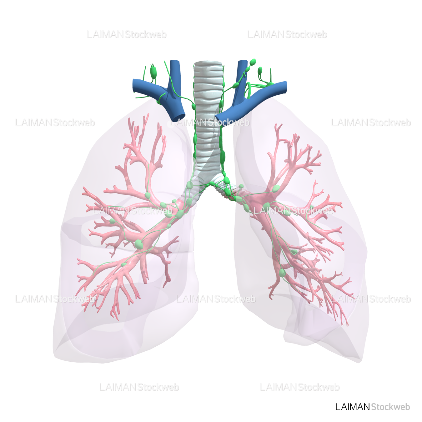 リンパ節: 気管支・肺
