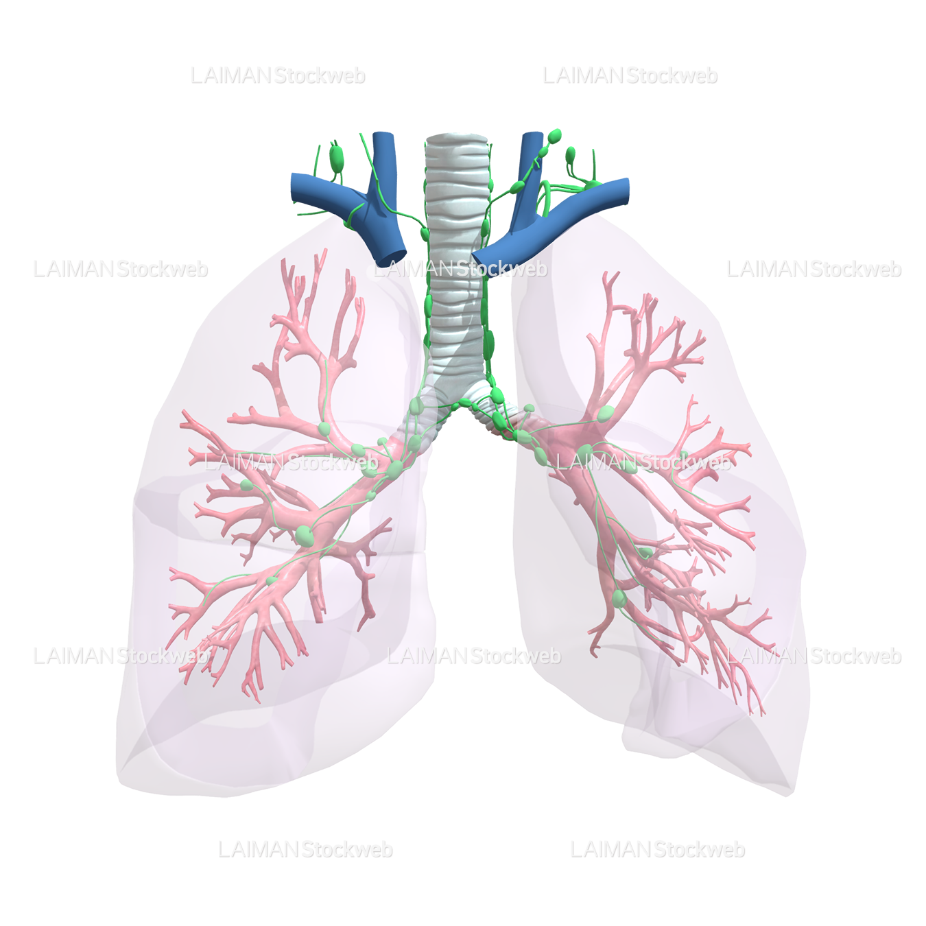リンパ節: 気管支・肺