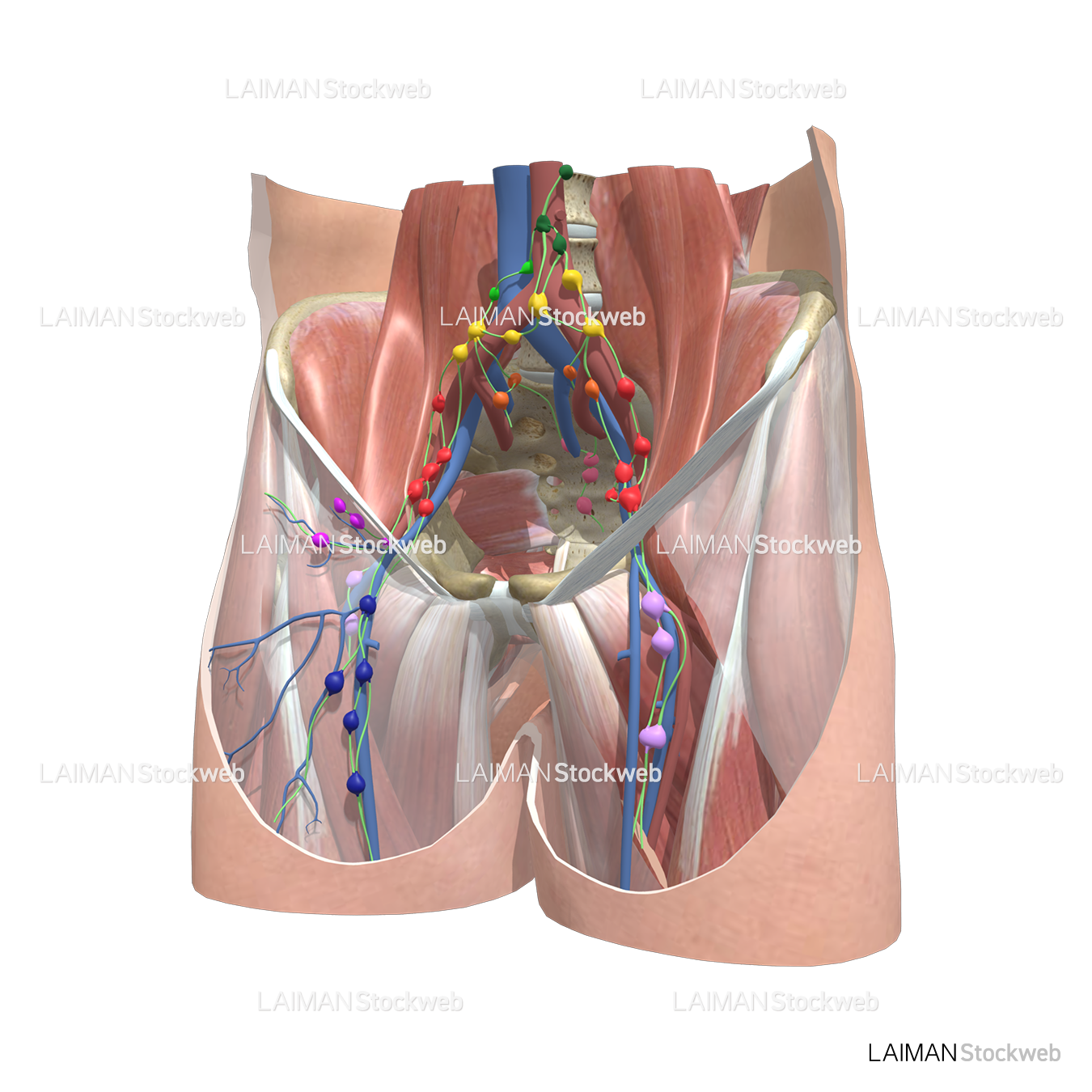 リンパ節: 腰部から鼠蹊部