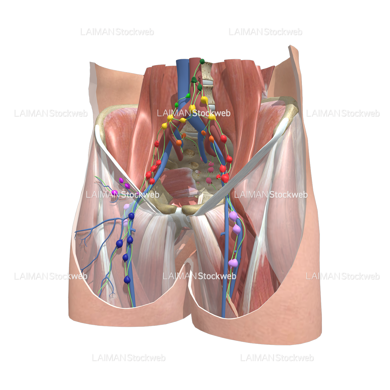 リンパ節: 腰部から鼠蹊部