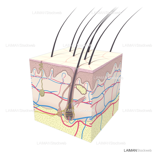 皮膚の断面