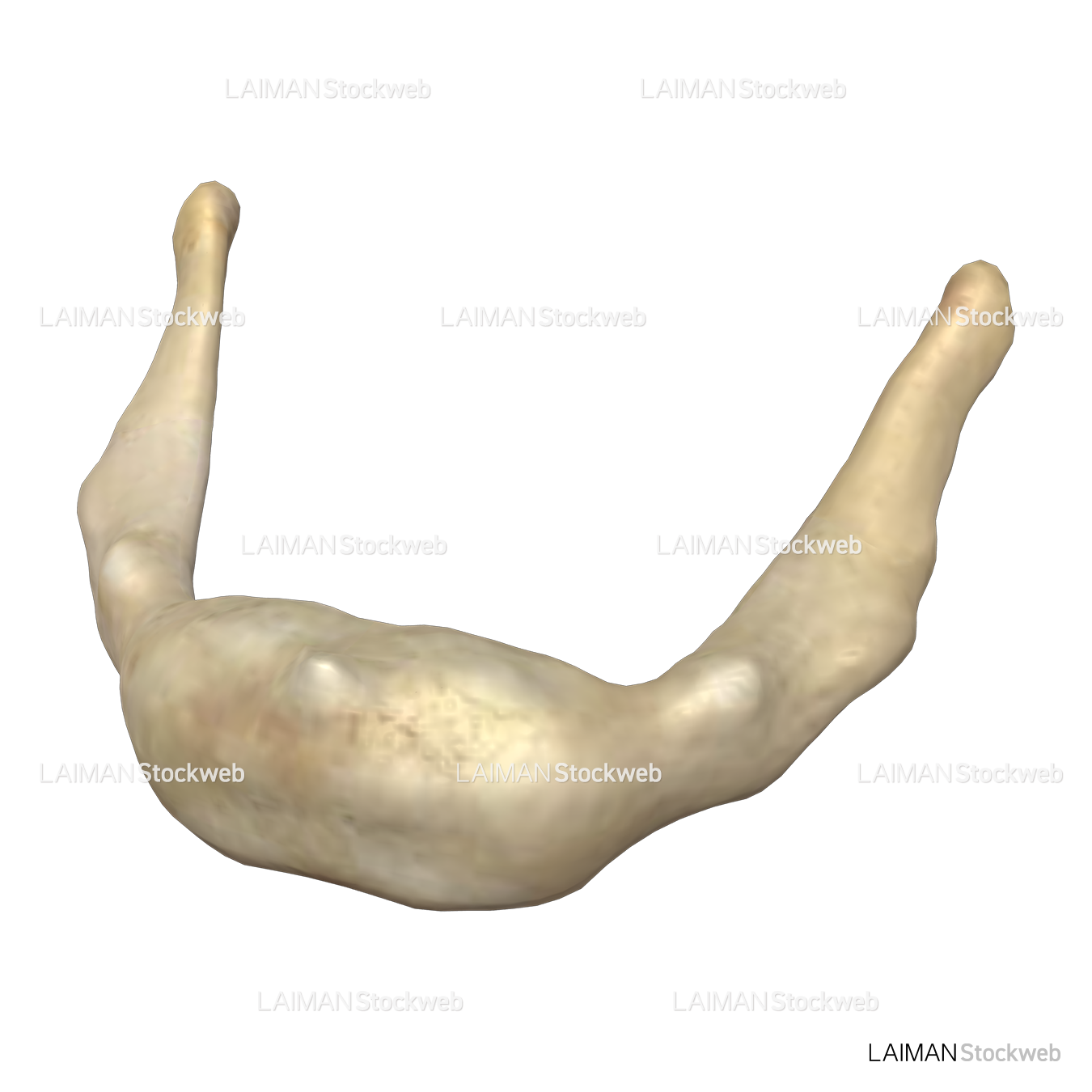 舌骨 – LAIMAN Stockweb
