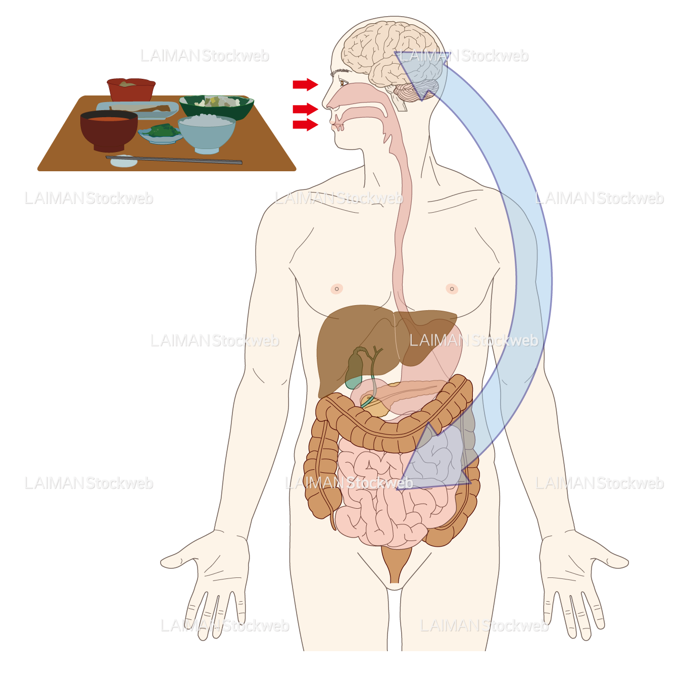 消化器管と脳への伝達の図解