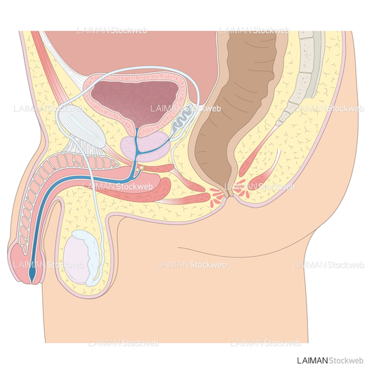 男性の尿道