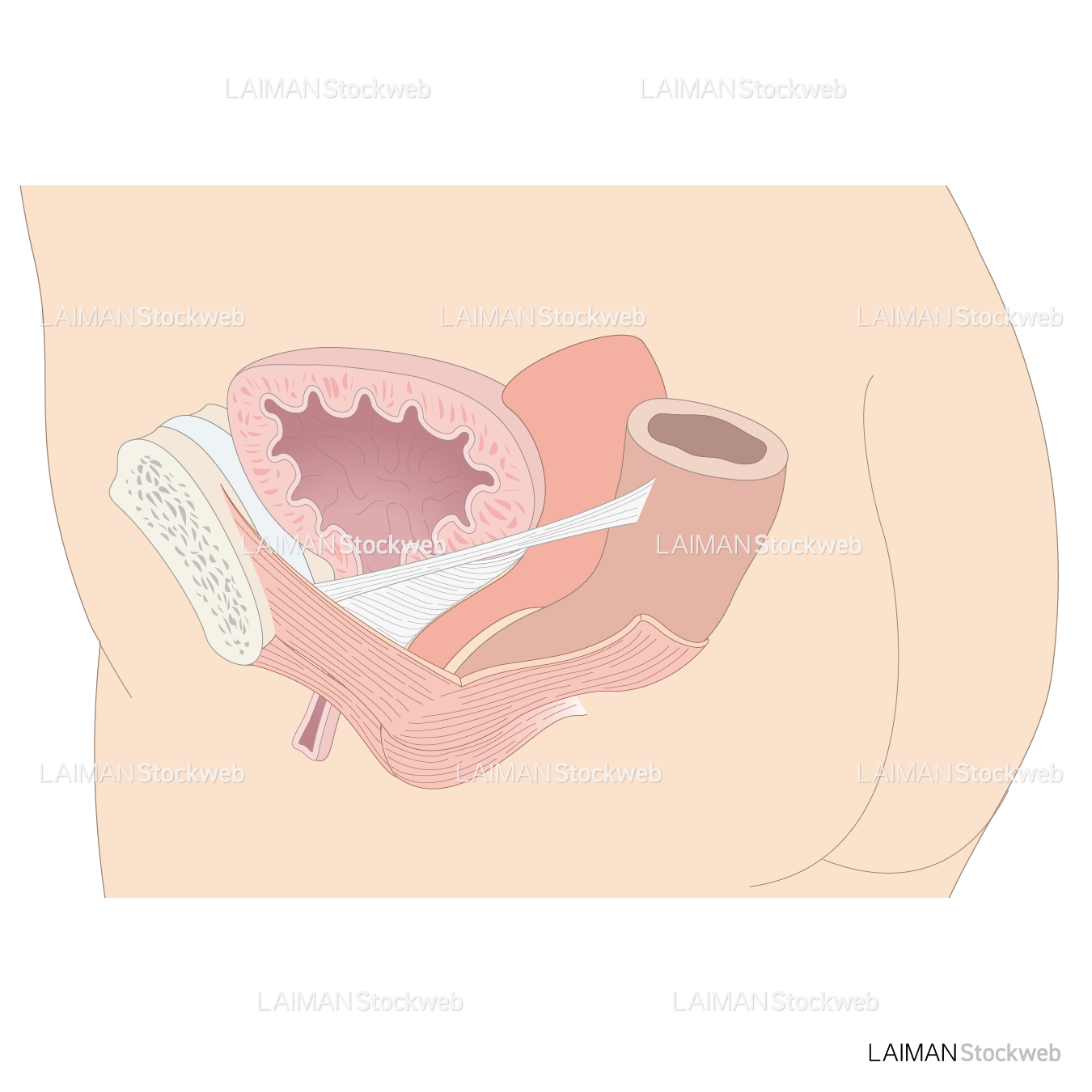 骨盤底筋のハンモック構造