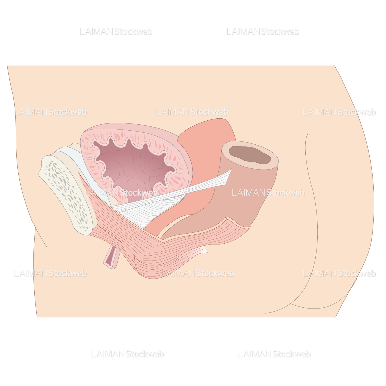 骨盤底筋のハンモック構造