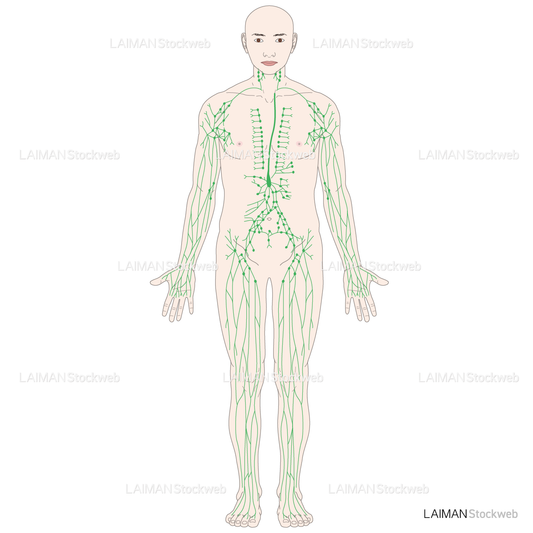 リンパ全身（前面）
