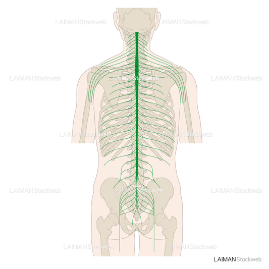 脊髄神経